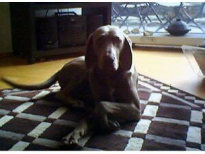 Welcher Hundetyp sind Sie?