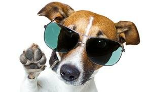 Hunde sind auch nur Menschen….