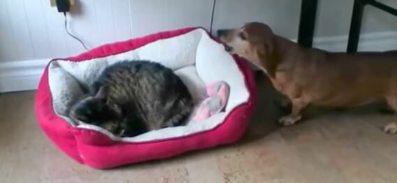 Wenn Hunden von Katzen das Bett geklaut wird…