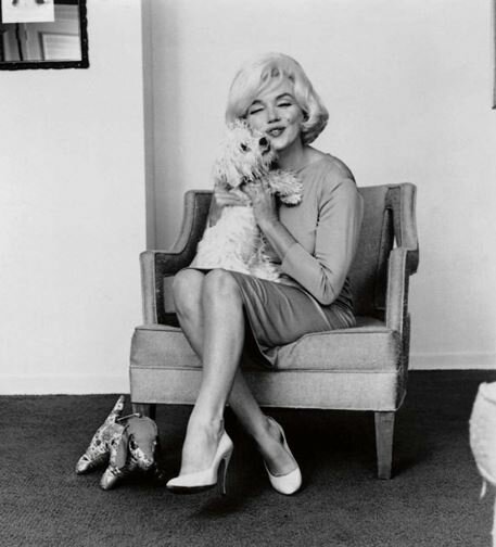Monroe dog