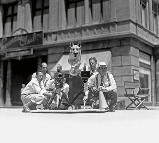 Rin tin tin John Kobal Foundation