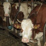 Tierschutzorganisationen fordern Haltungsverordnung für Milchkühe