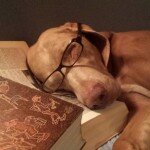 Liebenswerte Genies auf vier Pfoten: Die Intelligenz der Hunde