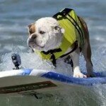 Jährlicher Surf Wettbewerb für Hunde in Kalifornien