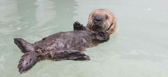 Aquarium nimmt fünf Wochen altes Seeotter-Baby auf