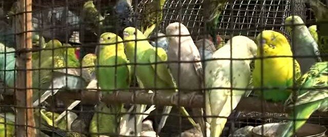 Urteil: Vögel haben das Recht auf Freiheit