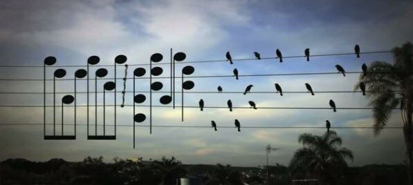 Musik von Vögeln – Music by Birds
