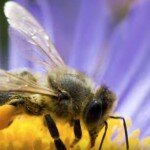 Gericht stoppt Bienensterben: Verbot des Pestizid Neonicotinoid