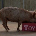 Was Hunde können – das können Schweine auch